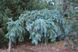 Ялина колюча Зе Блюз. (Picea pungens The Blues) С15 CS2104 фото 2