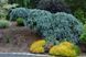 Ялина колюча Зе Блюз. (Picea pungens The Blues) С15 CS2104 фото 3