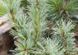 Сосна мелкоцветковая Блуер Энджел. (Pinus parviflora Blauer Engel) C35 CS2354 фото 5