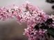 Бузок престон Міс Канада. (Syringa prestoniae Miss Canada) CS2957 фото 4
