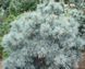 Сосна мелкоцветковая Блуер Энджел. (Pinus parviflora Blauer Engel) C35 CS2354 фото 3