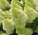 Гортензія волотиста Лаймлайт. (Hydrangea paniculata Limelight) C3 4річна V10815 фото 3