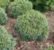 Сосна Веймутова Грин Твист. (Pinus strobus Green Twist) С5 CS2304 фото 1