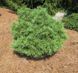 Сосна Веймутова Грин Твист. (Pinus strobus Green Twist) С5 CS2304 фото 3