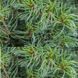 Сосна Веймутова Грин Твист. (Pinus strobus Green Twist) С5 CS2304 фото 2