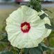 Гібіскус трав'янистий Саммеріфік Френч Ваніла. (Hibiscus Summerific&reg; French Vanilla) (Квітень 2025) CS2607 фото 1