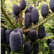 Ялиця корейська (Abies koreana) на Штамбі. Висота штамба 70см, висота рослини 1м. діаметр крони 70см R02745 фото 1