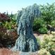 Ялина колюча Зе Блюз. (Picea pungens The Blues) С15 CS2104 фото 1