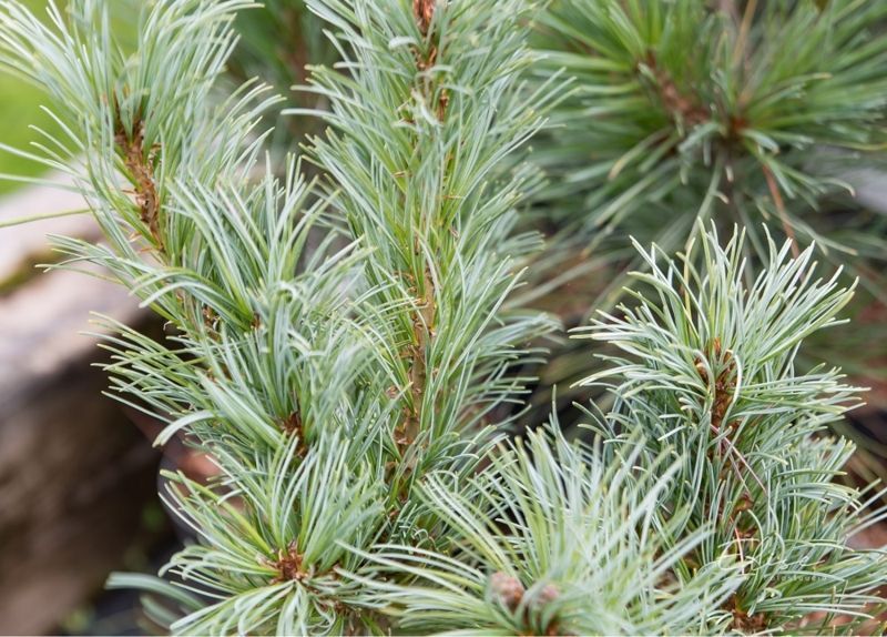 Сосна мелкоцветковая Блуер Энджел. (Pinus parviflora Blauer Engel) C35 CS2354 фото