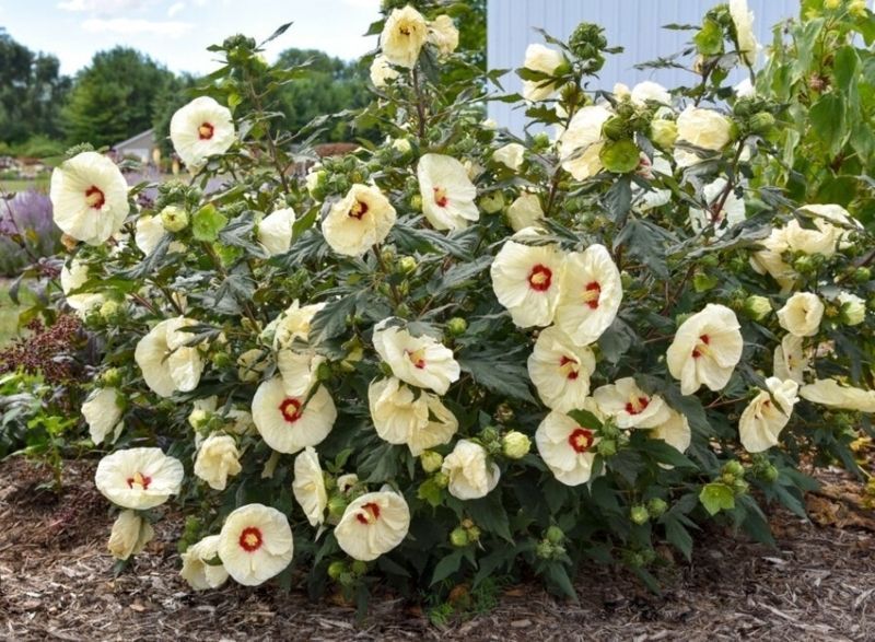 Гібіскус трав'янистий Саммеріфік Френч Ваніла. (Hibiscus Summerific&reg; French Vanilla) (Квітень 2025) CS2607 фото
