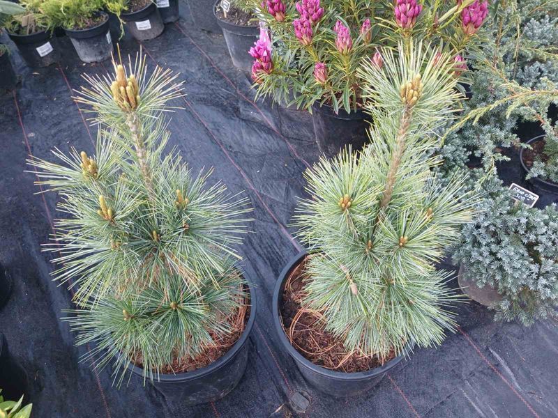 Сосна Шверина Витхорст. (Pinus schwerinii Wiethorst) С10 высота 50-55см R3145 фото