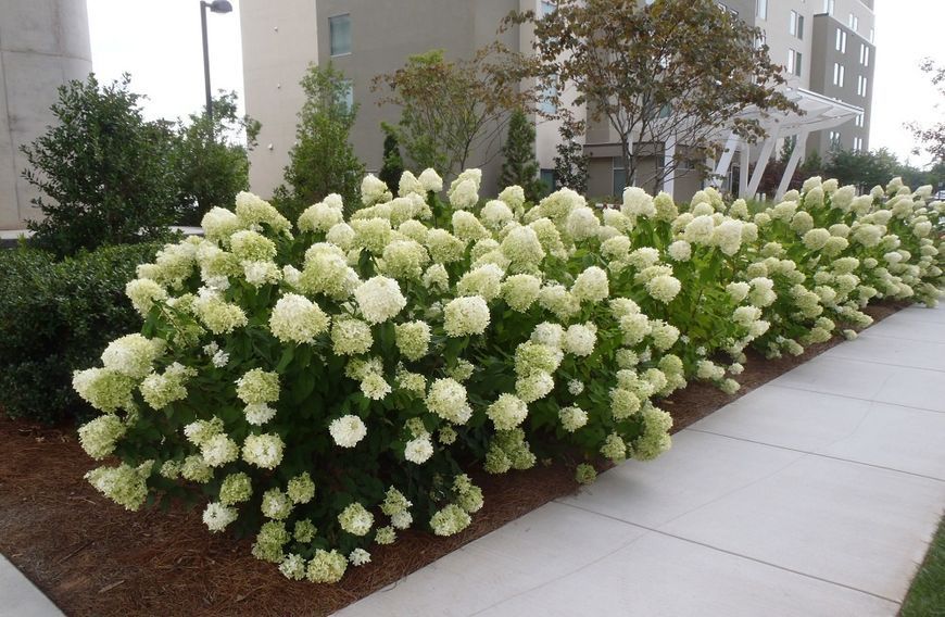 Гортензія волотиста Лаймлайт. (Hydrangea paniculata Limelight) C3 4річна V10815 фото