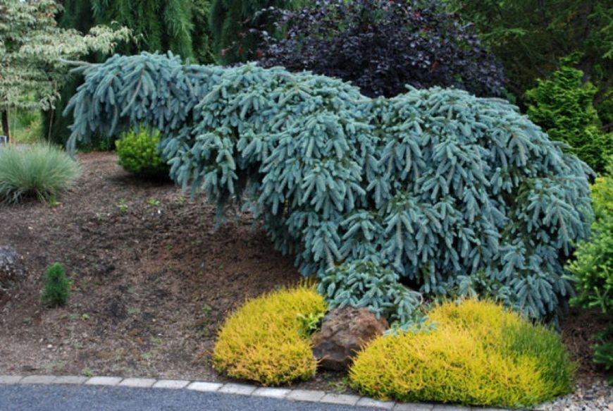 Ялина колюча Зе Блюз. (Picea pungens The Blues) С15 CS2104 фото