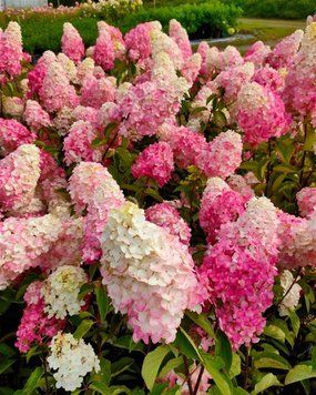 Гортензия метельчатая Фрайз Мельба. (Hydrangea paniculata Fraise Melba) ШТАМБ CS2708 фото