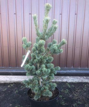 Сосна мелкоцветковая Блю Вейв/Голубая Волна. (Pinus parviflora Blue Wave) С35 CS2355 фото