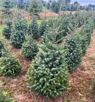 Ель сербская Фронлейтен. (Picea оmorika Frohnleiten) С25 CS2105 фото
