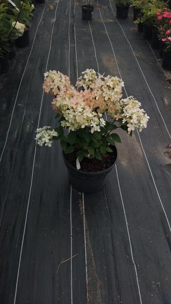 Гортензія волотиста Петіт Стар. (Hydrangea paniculata Petite Star) С10, 5років R3245 фото