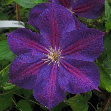Клематис Стар оф Индия. (Clematis Star of India) ІІІ группа