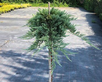 Ялівець горизонтальний Джейд Рівер. (Juniperus horizontalis Jade River) НА ОПОРІ CS2205 фото
