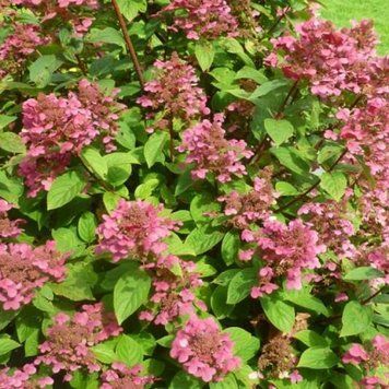 Гортензия метельчатая Мейджикал Флейм. (Hydrangea paniculata Magical Flame) С3, 4летка CS2758 фото