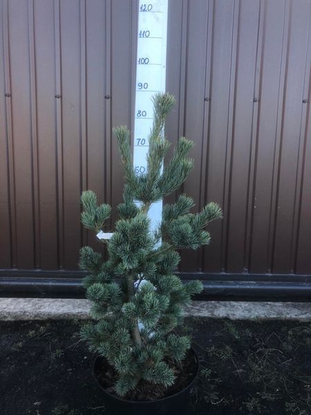 Сосна мелкоцветковая Блю Вейв/Голубая Волна. (Pinus parviflora Blue Wave) С35 CS2355 фото