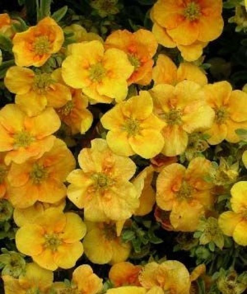 Лапчатка кустарниковая Манго Танго. (Potentilla fruticosa Mango Tango) С2 CS2858 фото