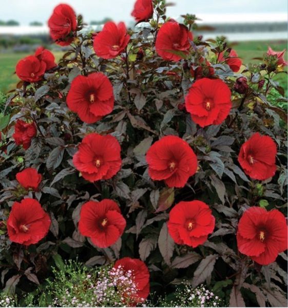 Гибискус травянистый Саммерифик Миднайт Марвел. (Hibiscus Summerific&reg; Midnight Marvel) CS2608 фото