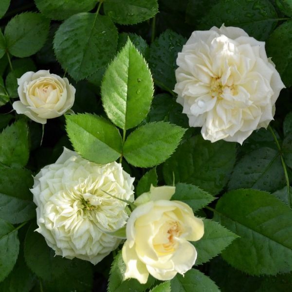 Роза Бланшетт. (Blanchette) Спрей