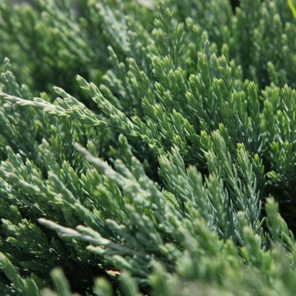 Ялівець горизонтальний Джейд Рівер. (Juniperus horizontalis Jade River) НА ОПОРІ CS2205 фото