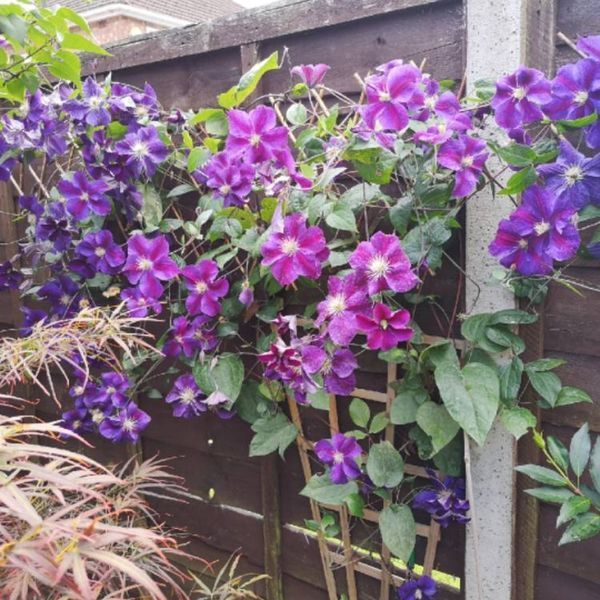 Клематис Стар оф Індія. (Clematis Star of India) ІІІ група