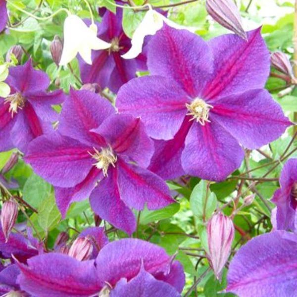 Клематис Стар оф Індія. (Clematis Star of India) ІІІ група