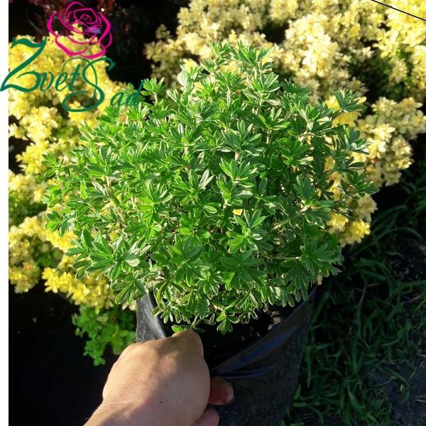 Лапчатка кустарниковая Манго Танго. (Potentilla fruticosa Mango Tango) С2 CS2858 фото