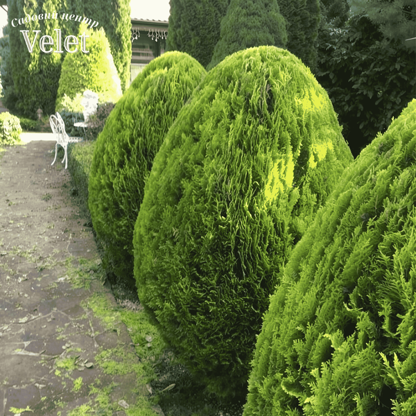 Туя східна Aurea Nana (Ауреа Нана) C5 &mdash; карликова золота туя, Thuja orientalis V10090 фото