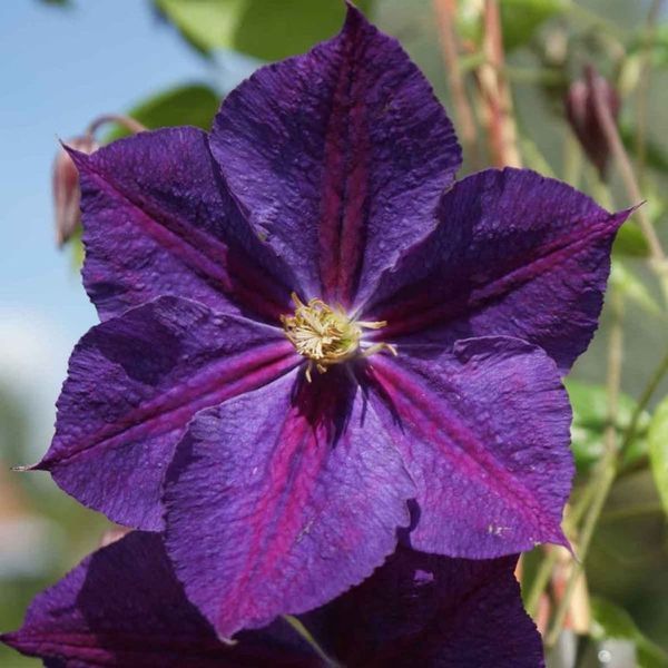 Клематис Стар оф Індія. (Clematis Star of India) ІІІ група