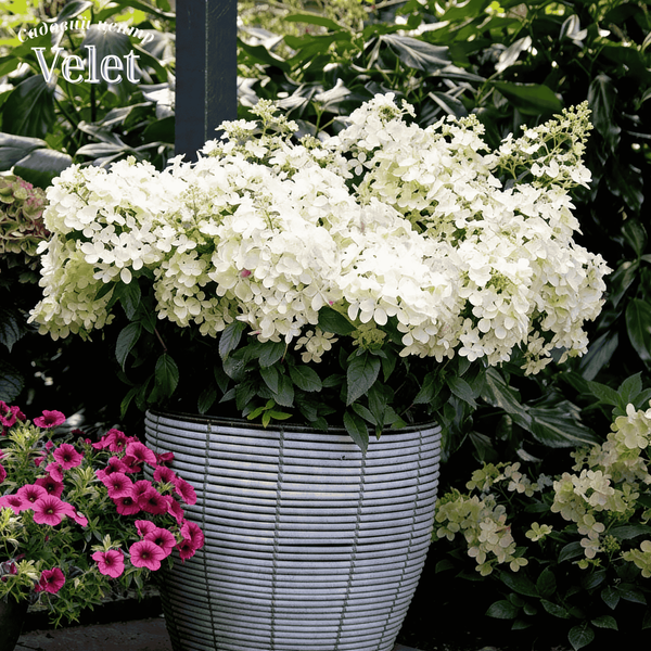 Гортензія волотиста Петіт Стар. (Hydrangea paniculata Petite Star) С3, 5років R3245 фото