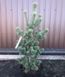 Сосна мелкоцветковая Блю Вейв/Голубая Волна. (Pinus parviflora Blue Wave) С35 CS2355 фото 1