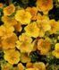 Лапчатка кустарниковая Манго Танго. (Potentilla fruticosa Mango Tango) С2 CS2858 фото 5