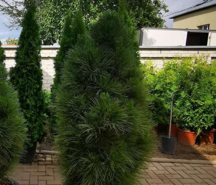 Сосна черная Грин Тауэр. (Pinus nigra Green Tower) С7,5 60-80см CS2305 фото