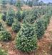 Ялина сербська Фронлейтен. (Picea оmorika Frohnleiten) С25 CS2105 фото 1