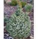 Ялина сербська Фронлейтен. (Picea оmorika Frohnleiten) С25 CS2105 фото 2