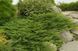 Можжевельник Принц Уэльский. (Juniperus horizontalis Prince of Wales) Р9 CS2255 фото 1