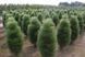 Сосна черная Грин Тауэр. (Pinus nigra Green Tower) С7,5 60-80см CS2305 фото 3