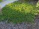 Можжевельник Принц Уэльский. (Juniperus horizontalis Prince of Wales) Р9 CS2255 фото 3