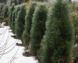 Сосна черная Грин Тауэр. (Pinus nigra Green Tower) С7,5 60-80см CS2305 фото 1