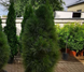 Сосна черная Грин Тауэр. (Pinus nigra Green Tower) С7,5 60-80см CS2305 фото 4