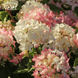 Гортензія волотиста Петіт Стар. (Hydrangea paniculata Petite Star) С3, 5років R3245 фото 3