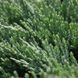 Ялівець горизонтальний Джейд Рівер. (Juniperus horizontalis Jade River) НА ОПОРІ CS2205 фото 2