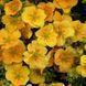 Лапчатка кустарниковая Манго Танго. (Potentilla fruticosa Mango Tango) С2 CS2858 фото 1