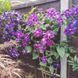 Клематис Стар оф Індія. (Clematis Star of India) ІІІ група CS1728 фото 7