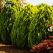 Туя східна Aurea Nana (Ауреа Нана) C5 &mdash; карликова золота туя, Thuja orientalis V10090 фото 3
